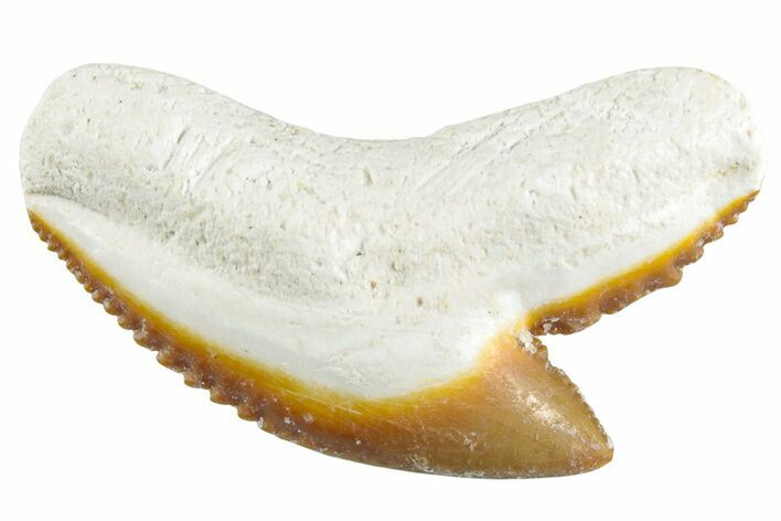 Colorful, Fossil Tiger Shark Tooth - Bone Valley, Florida #235603